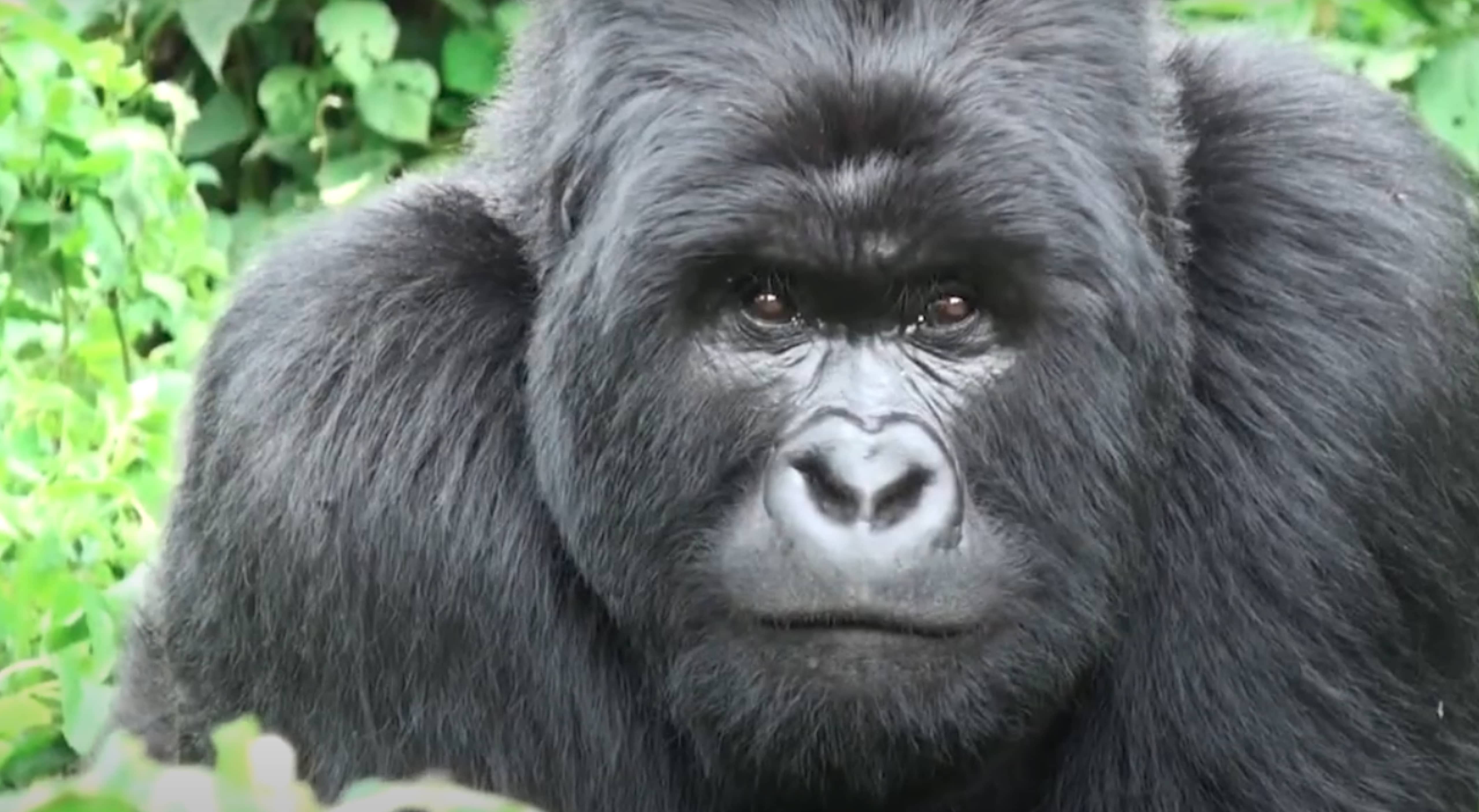 Arcus gorilla